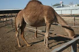 Bactrian camels' native range is. Eg Food Blog Lior 2011 Food Traditions Culture Egullet Forums
