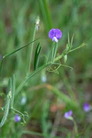 Image result for Lathyrus hirsutus