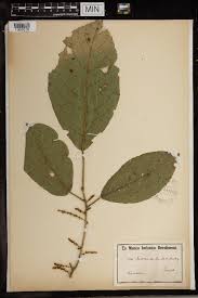 Image result for Maesobotrya