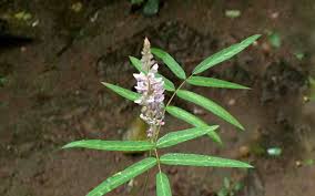 Image result for Uraria picta