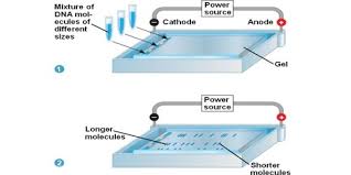 Gel Electrophoresis And Its Application Assignment Point