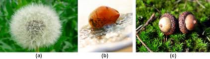 Parasite Meaning In Marathi Toxoplasmosis