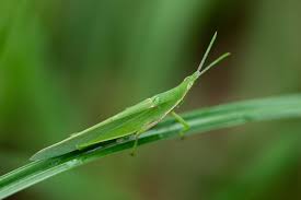 アカハネオンブバッタの見分けや特徴など | 虫の写真と生態なら昆虫写真図鑑「ムシミル」