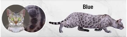 1,670 bengal cat products are offered for sale by suppliers on alibaba.com, of which stuffed & plush animal accounts for 1%, brushes accounts for 1%, and sculptures accounts for 1%. Bengal Colors And Patterns Registered Bengals