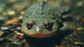 Eco Discoverers/Eco Adventurers: Life in the Pond