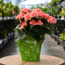 Image result for Begonia