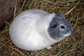 How To Bathe A Guinea Pig