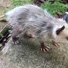 If you encounter a baby opossum with no mom immediately try to warm it up. 1