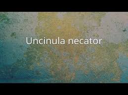 Image result for Uncinula necator
