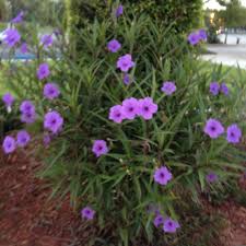 We did not find results for: Pin By Debbie Duplissey On Garden Outdoors Texas Plants Tropical Garden Florida Plants
