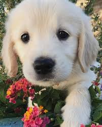 Golden Retrievers Golden Retrievercute Golden Retriever Puppy Golden Dog Dogs Golden Retriever Retriever Puppy Golden Retriever