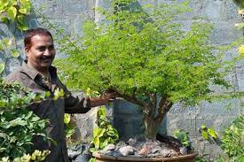 Shree Bonsai Bonsai Tonight