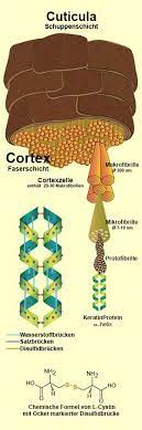 die struktur des menschlichen haares haare naturlich farben henna blond henna haarfarbe