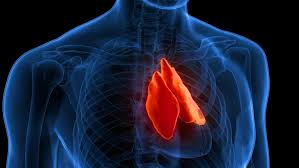Image result for Thymus