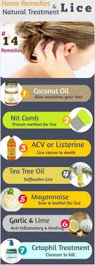 Lice Treatmemt Better yet, in some herbal shops, they will give you the right solution: