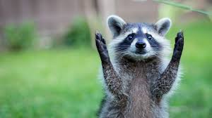 Animal Full Hd 1080p Animals Wallpapers Desktop Backgrounds Hd Wild Animal Wallpaper Raccoon Paws Cute Raccoon
