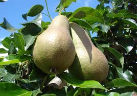 Image result for Pycreus pauper