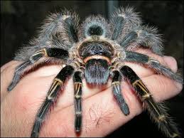 For some background, i'm completely new to the tarantula hobby and started about a month ago where i got my first ts. May 2013 Things Biological