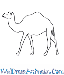 Draw a small oval at the end of the camel's leg for its foot. How To Draw A Dromedary Camel