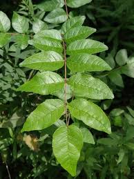 Image result for Zanthoxylum sp. A
