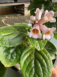 Image result for Gardenia subacaulis