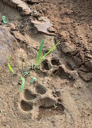 (Nainital News 26 April 2026-1) Tiger Footprint in zone 3 : Ranthambore National Park #tiger  #tigerfootprint #rajasthanwildlife #discoverearth #ranthamboretigerreserve  #tigersofranthambore #planets #adventure #wildanimals #discovery ...