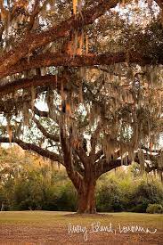 A Visit To Avery Island And The Mcilhenny Company Island Shady Tree Tree