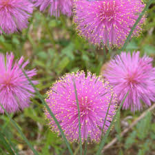 Sun Loving Plants All Native Garden Center No Lawn Landscaping