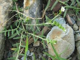 Image result for Euploca strigosa