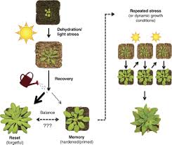 Posted on jun 17, 2011 | be the first to answer. Reconsidering Plant Memory Intersections Between Stress Recovery Rna Turnover And Epigenetics Science Advances