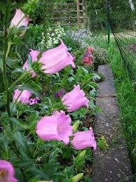 Pin On Rg Suggested Plants Flowers