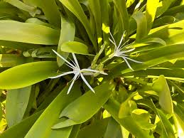 Image result for Craibia zimmermannii