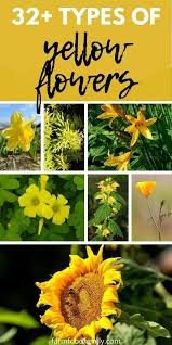 Names with flower meanings range from the popular such. Types Of Yellow Flowers And Their Names