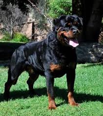 Honest question, are rottweilers naturally violent? 6 Best Rottweiler Breeders In California 2021 We Love Doodles