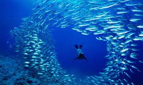 In questa giornata potremmo riflettere sull'oceano e sul ruolo importantissimo che ha nella vita di tutti i giorni come quello di produrre la maggior parte dell'ossigeno che respiriamo e di essere una fonte di alimentazione e salute per tutti. 8 Giugno La Giornata Mondiale Degli Oceani