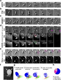 We did not find results for: Genetic Impairment Of Parasite Myosin Motors Uncovers The Contribution Of Host Cell Membrane Dynamics To Toxoplasma Invasion Forces Bmc Biology Full Text