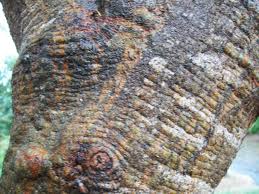 Image result for Acacia seyal