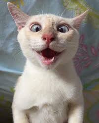 Watch More Funny Cats On Catvideogram Com In 2020 Baby Cats Cute Animal Memes Cat In Heat