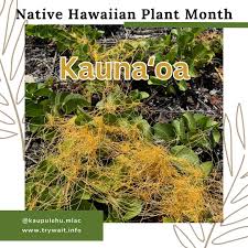 Image result for Costularia