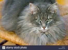Long Haired Grey Tabby Cat