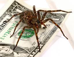 More images for how to kill a big spider » Giant Wisconsin Native Spider Looks A Mean Part But Is Harmless Local News Madison Com