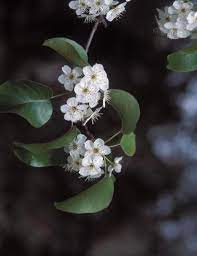 Spring flowering trees in georgia. Using Georgia Native Plants White Blooming Roadside Trees