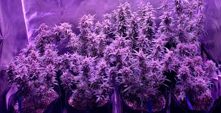 With led cannabis grow lights, this is not the case. 10 Tips And Tricks For Growing Weed Indoors Grow Weed Easy