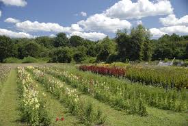 Propagate via seed, cuttings or where florida falls on the usda plant hardiness map, are good choices for florida's moist soil garden plots. Flower Cutting Garden Ideas For Growing And Planning A Cutting Garden