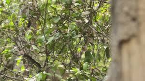 Image result for Newtonia