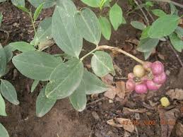 Image result for Maerua buxifolia