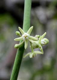 Image result for Cynanchum viminale