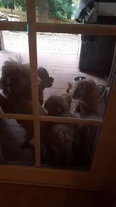 Submitted 5 years ago by shalterra. 25 Long Distance Ground Pet Transport Ideas In 2021 Petsreteye