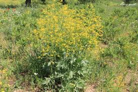 Image result for Crambe