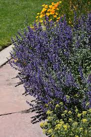 Image result for Nepeta × faassenii